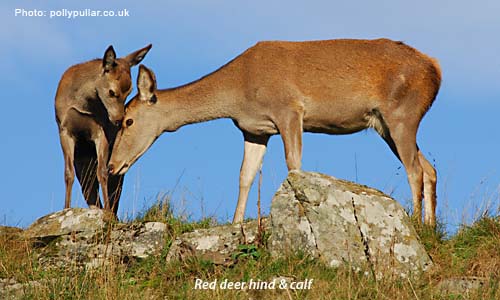 hind